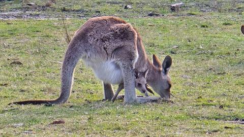 Bower Camp Co. Girraween Walking Tours