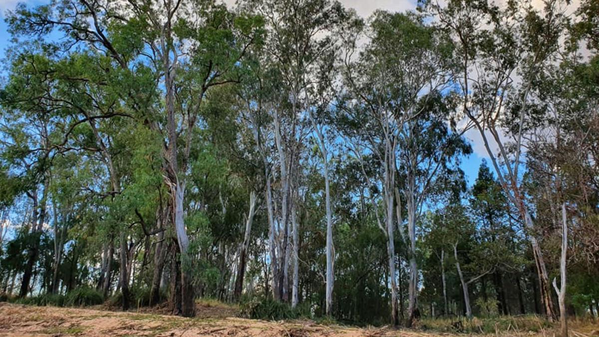 Bush settings along Charleys Creek