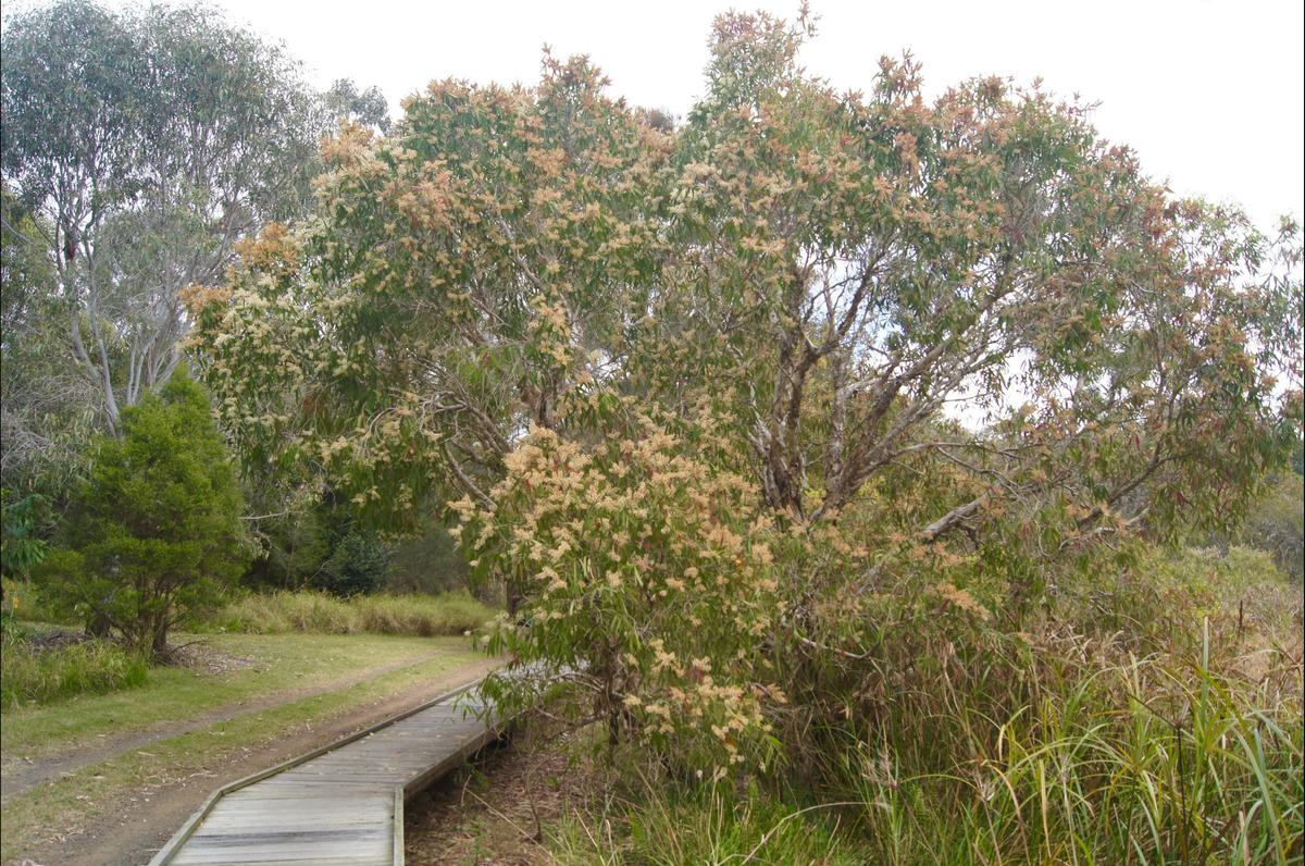 Baldwin Swamp