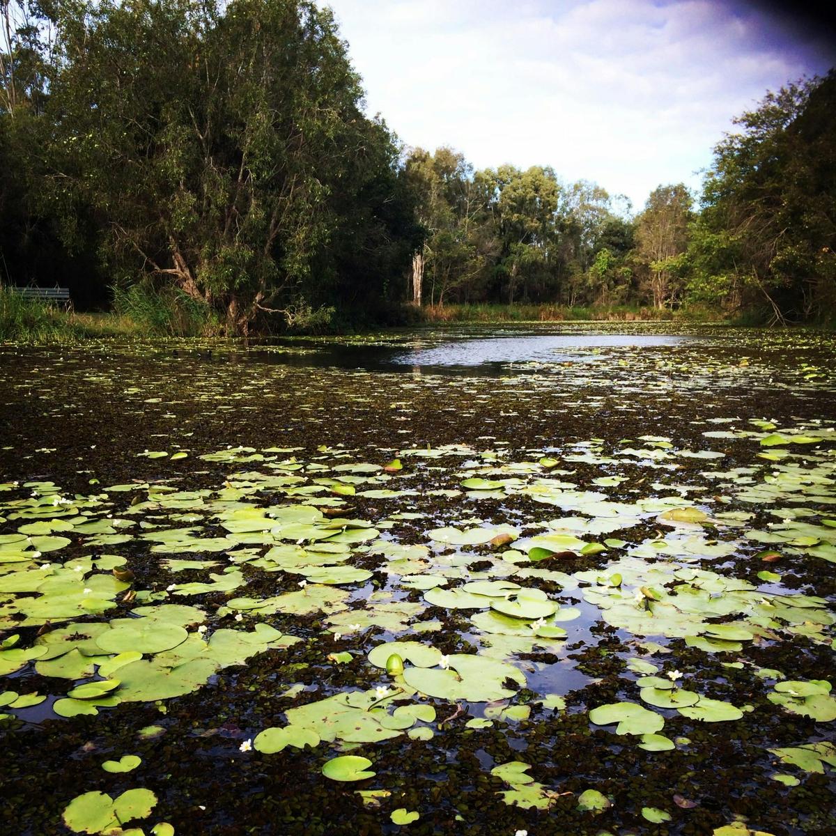 Baldwin Swamp