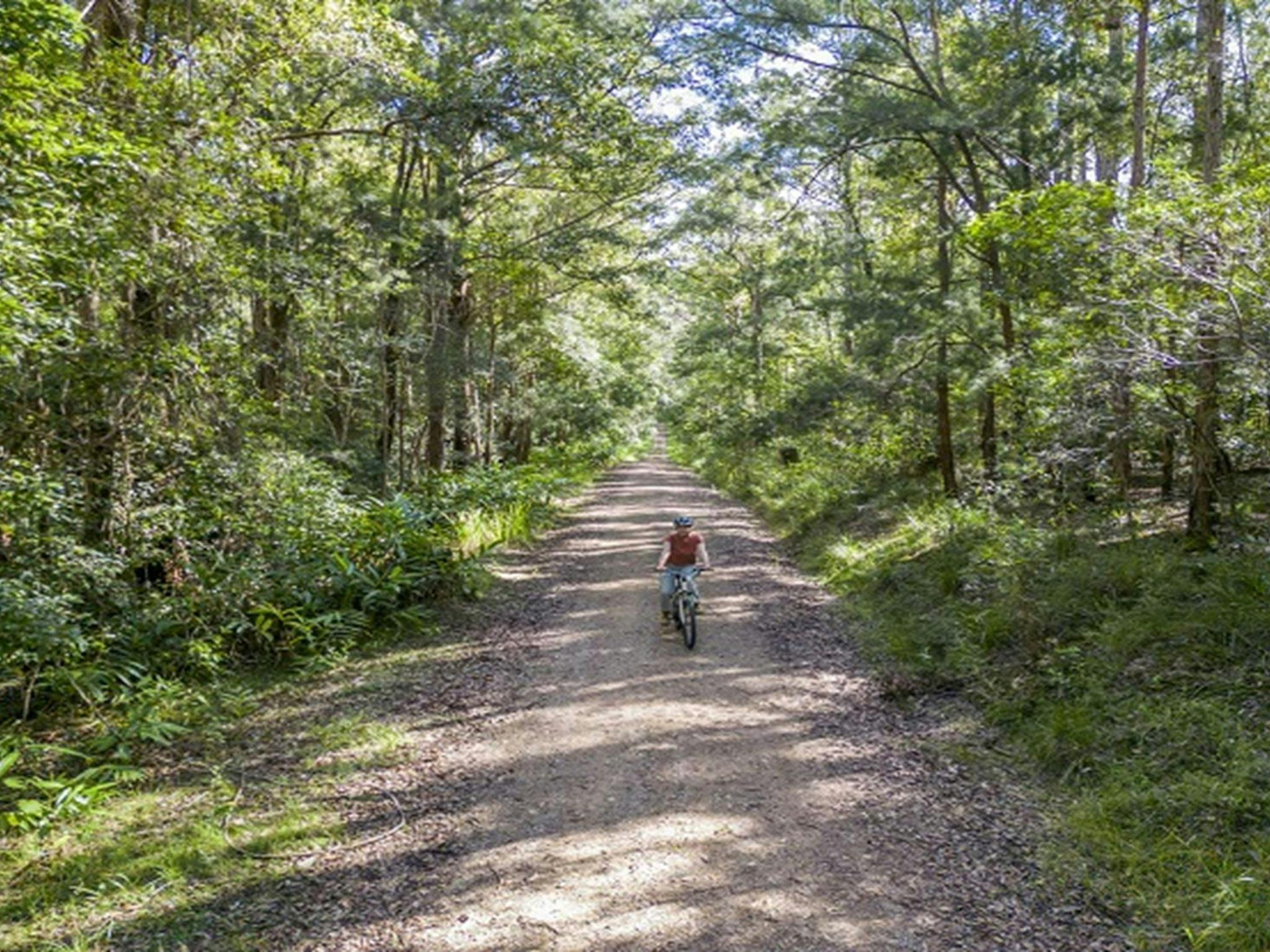 Cyclist riding through subtropical rainforest in Mebbin National Park. Photo: John Spencer © DPE