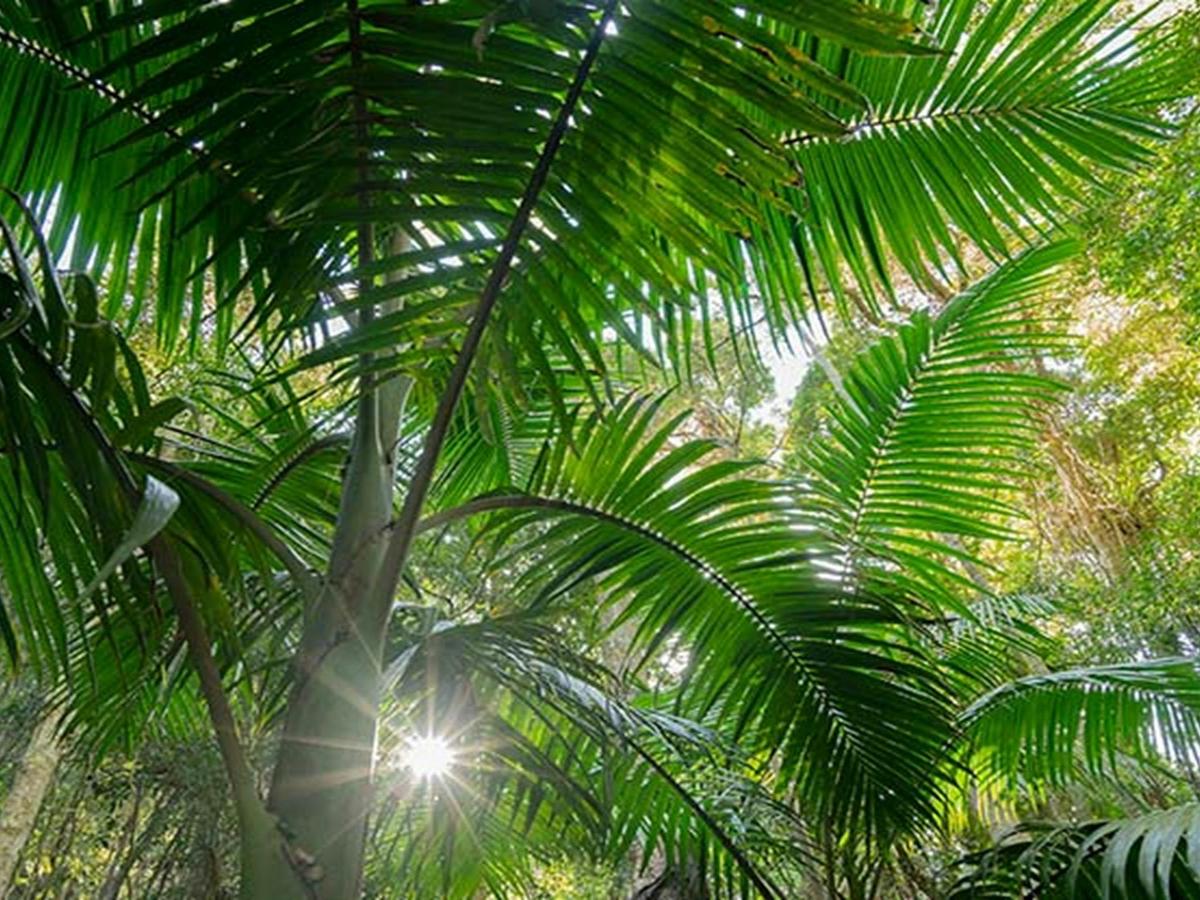 A bangalow palm. Credit: John Spencer &copy; DPIE