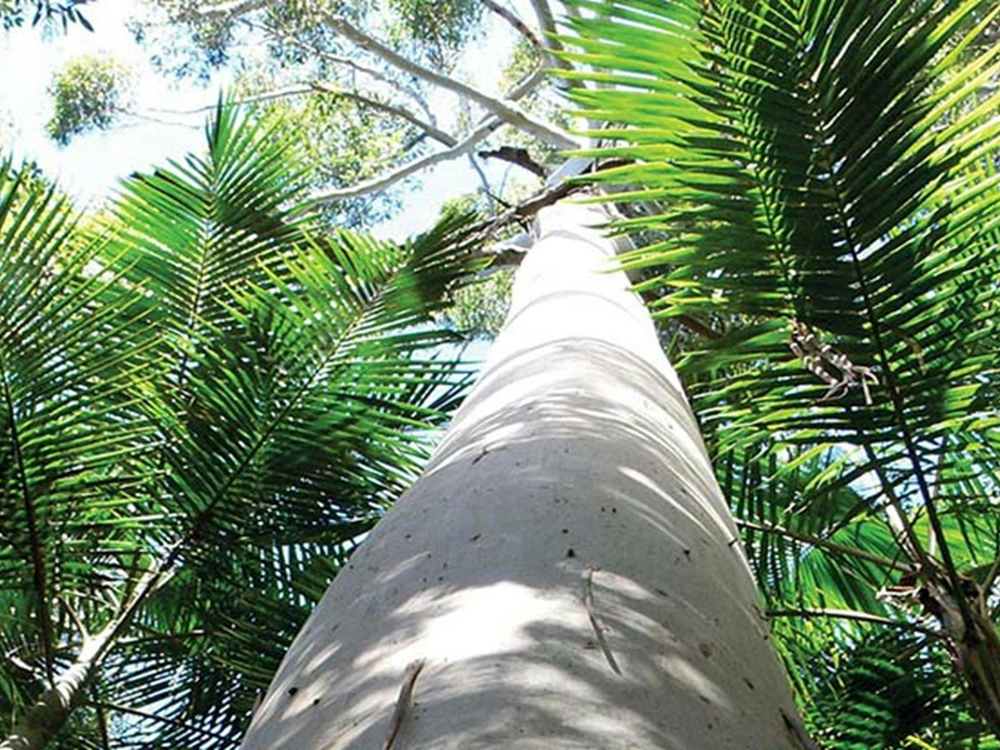Flooded gum, littoral rainforest. Credit: John Turbill &copy; DPIE