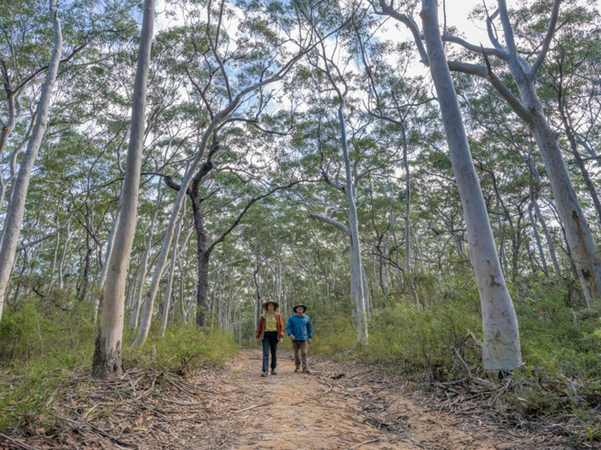 2 bushwalkers walking underneath towering trees on Rayners walking track in Mount Jerusalem National