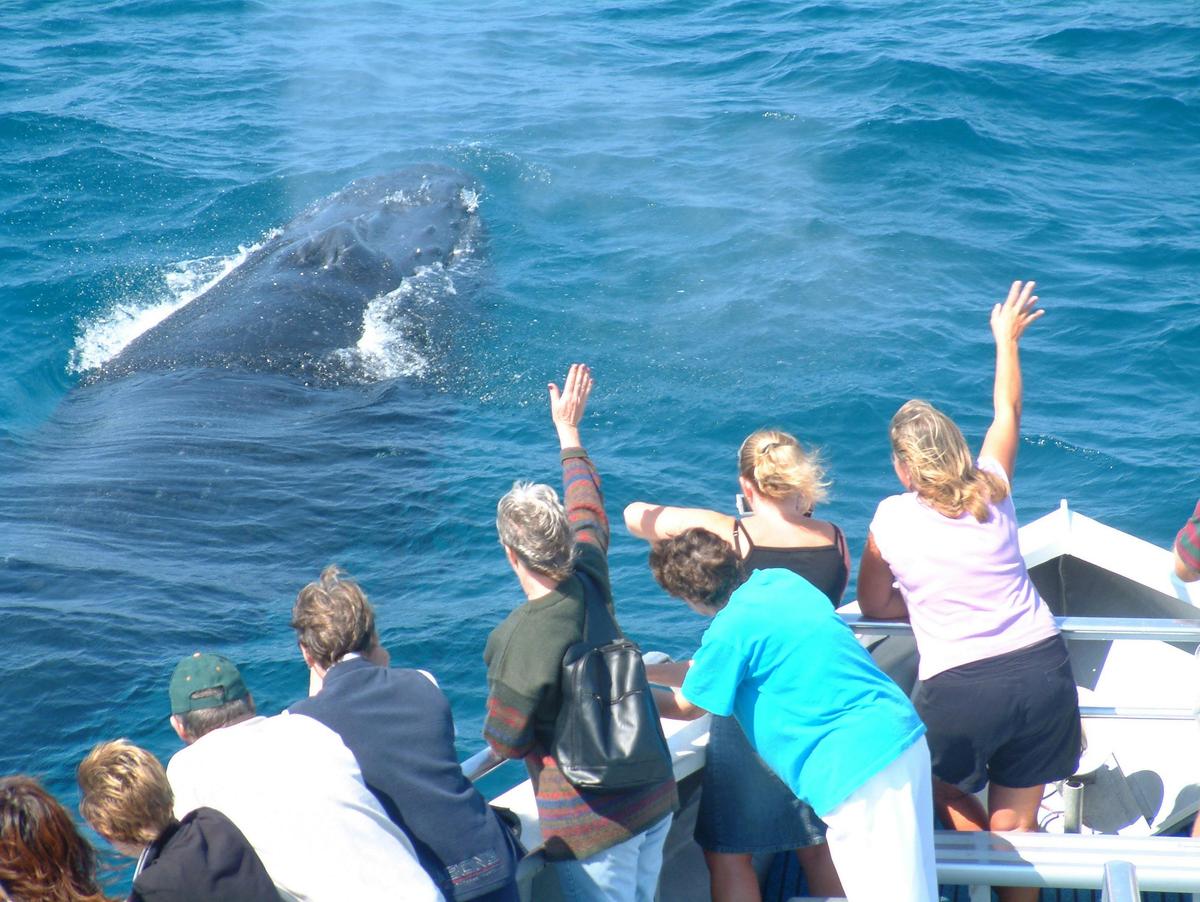 Premium Whale Watching Adventure