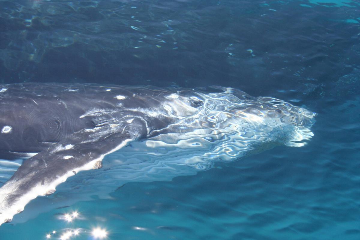 VIP Whale Watching Adventure
