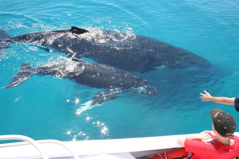 Whale Watching Adventure