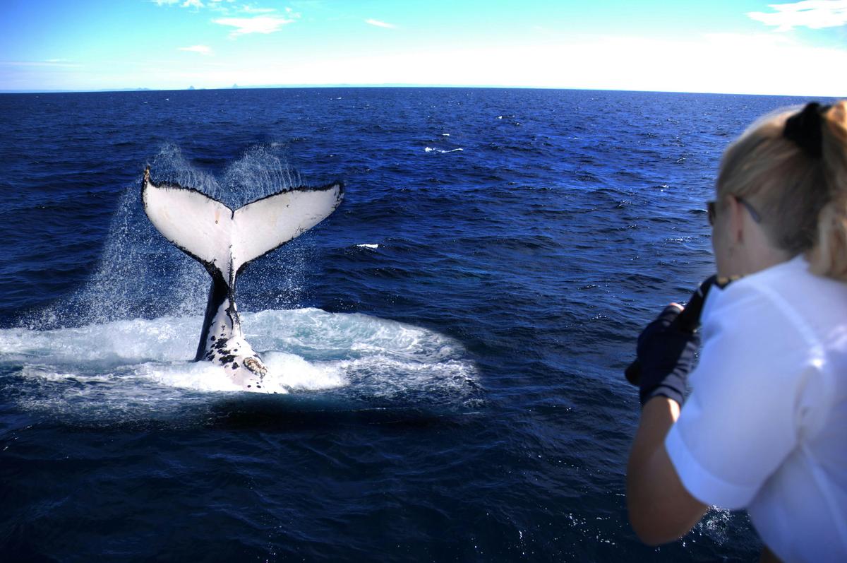 Whale Watching Adventure