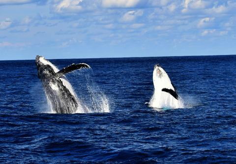 Premium Whale Watching Adventure