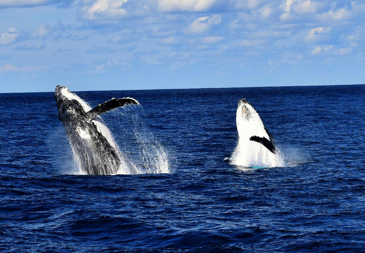 Premium Whale Watching Adventure