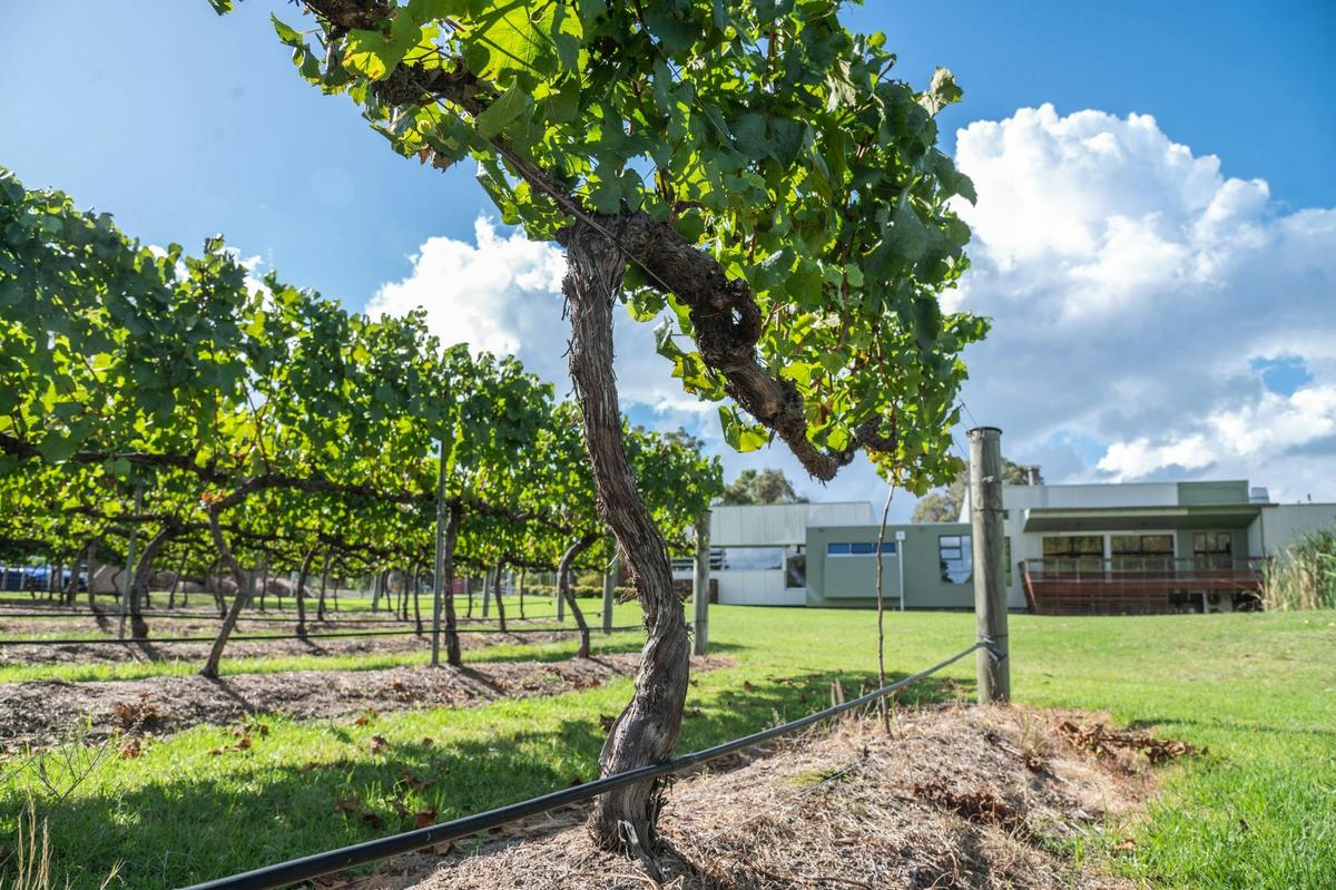 In the Vineyard