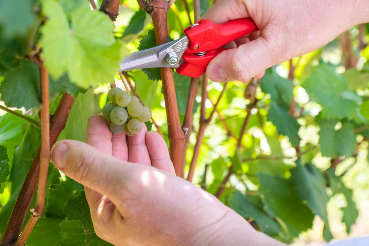 Pruning