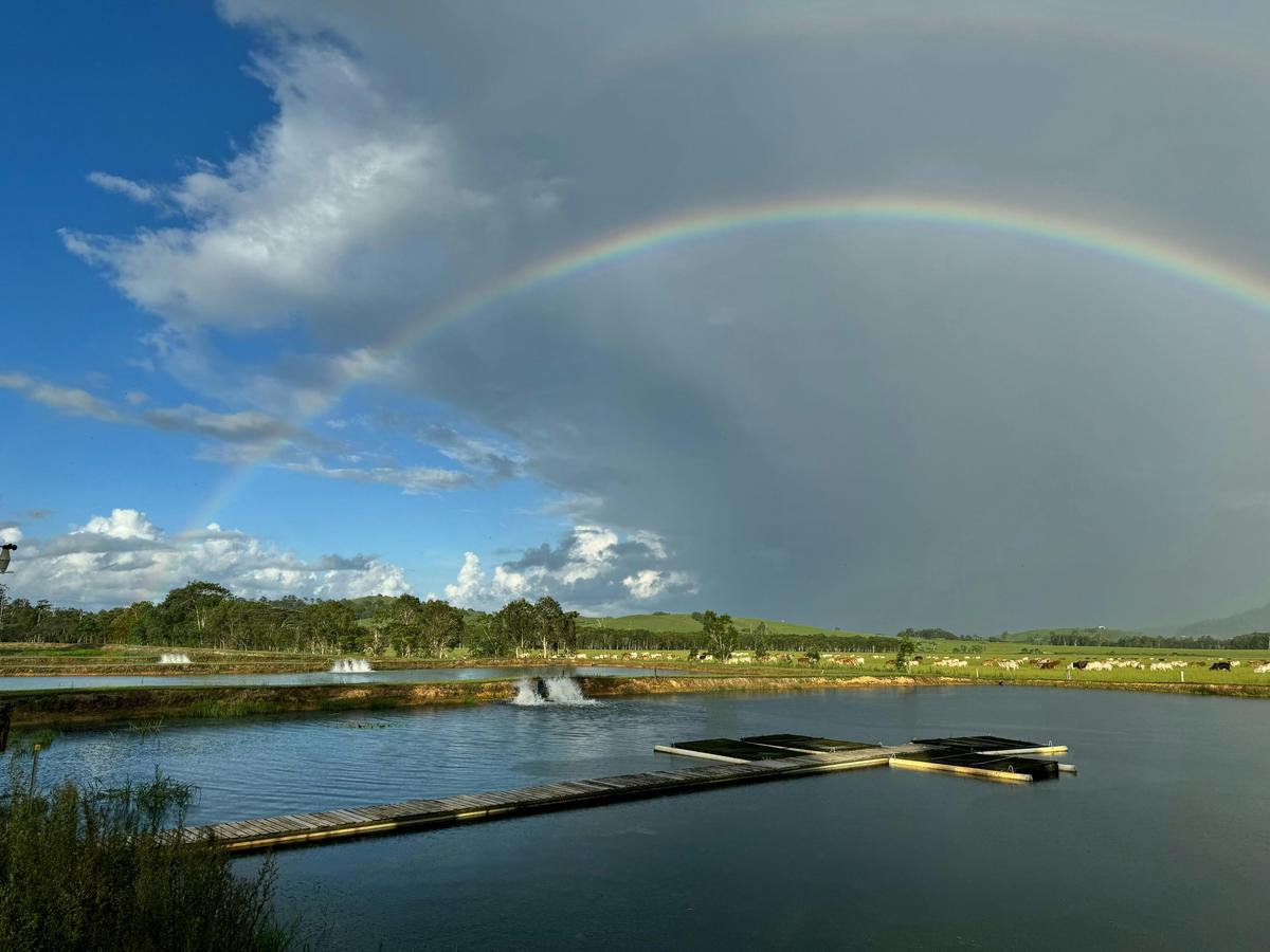 Barramundi Ponds