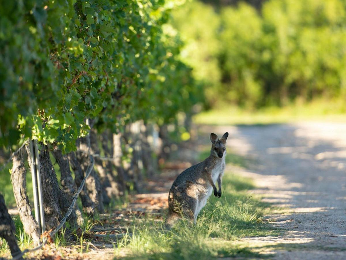 Picnic in the Vines at Balancing Heart Vineyard