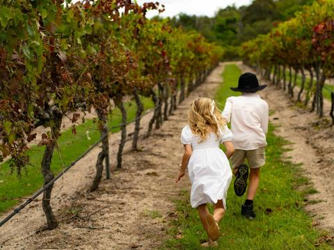 Free self-guided vineyard tour of Balancing Heart Vineyard