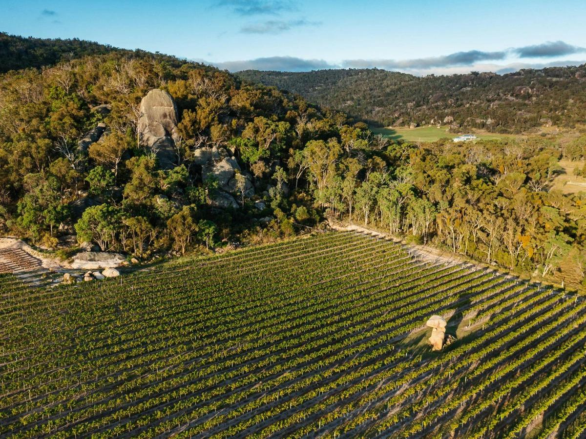 Free self-guided vineyard tour of Balancing Heart Vineyard