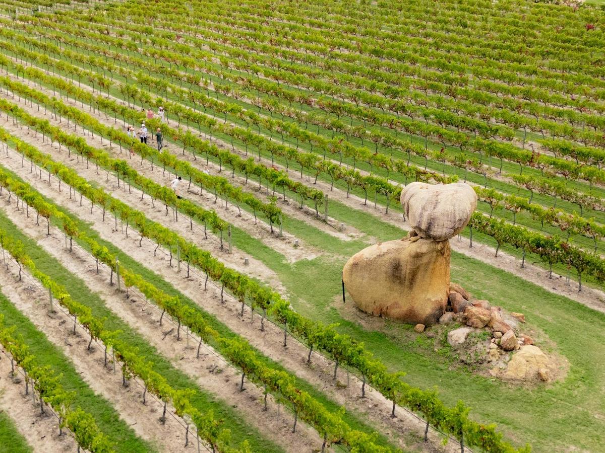 Free self-guided vineyard tour of Balancing Heart Vineyard