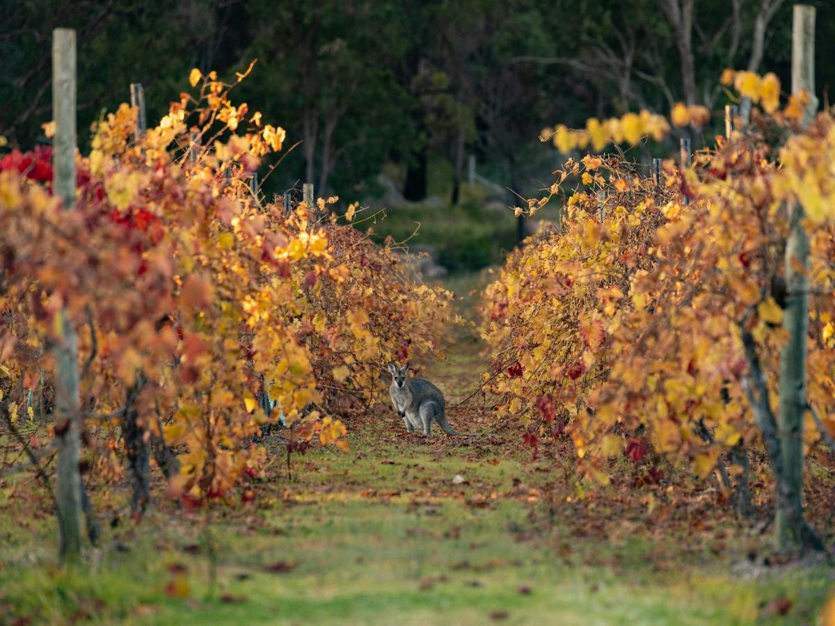 Philosophy of Wine Masterclass at Balancing Heart Vineyard