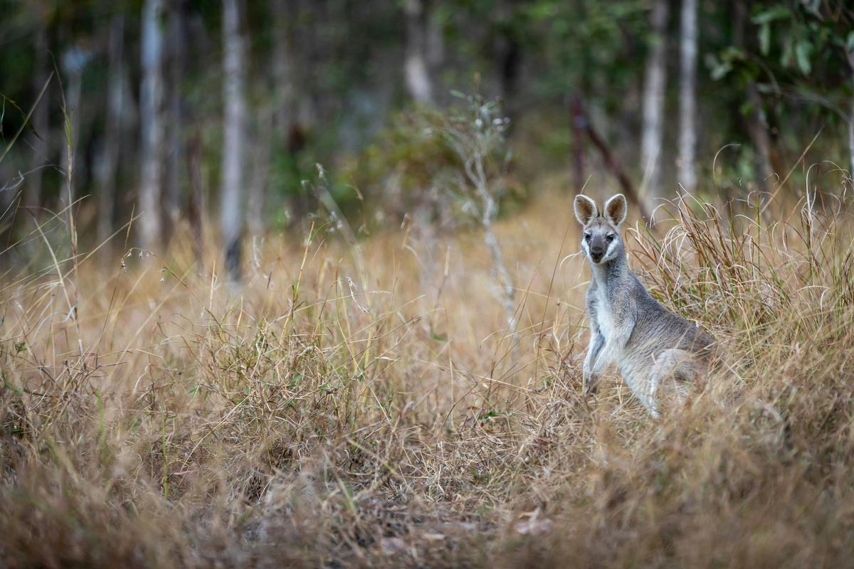 Brooyar State Forest