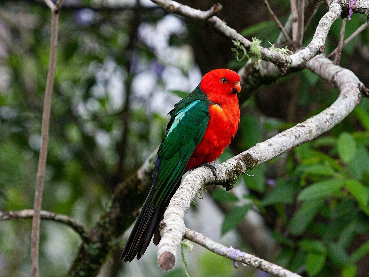 Bellthorpe Rainforest Tour