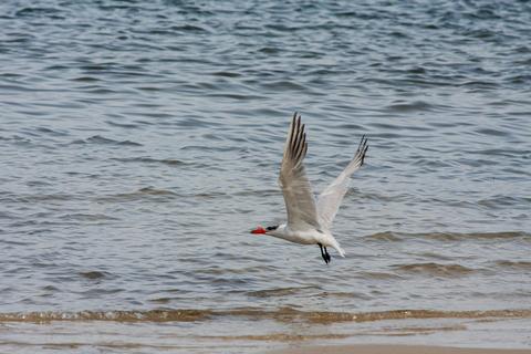 Bribie Island Birdlife Tour