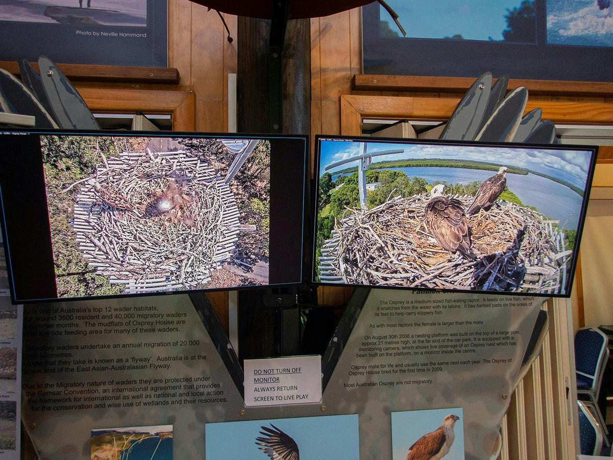 Kangaroos, Mangroves and the Ocean