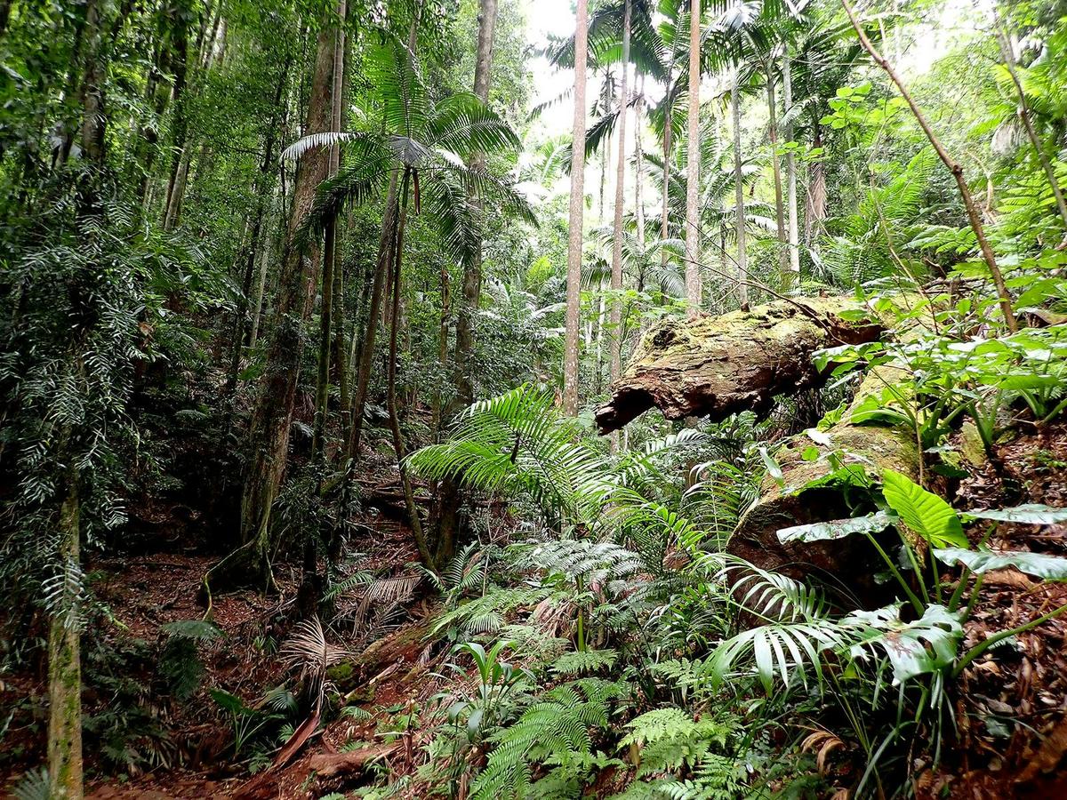 Maiala Rainforest Tour