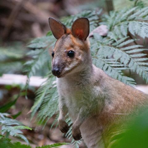 Maiala Rainforest Tour