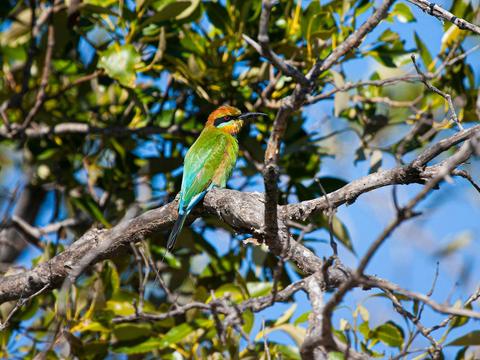 Kangaroos, Mangroves and the Ocean