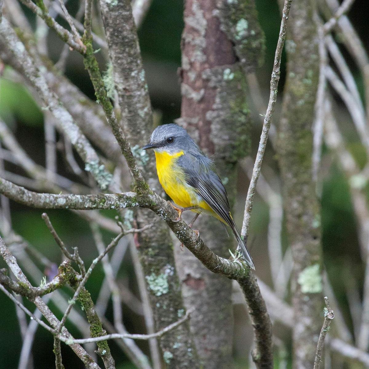 Maiala Rainforest Tour