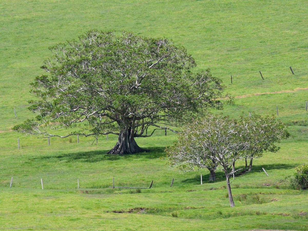 Mount Glorious to Mount Mee Car Tour