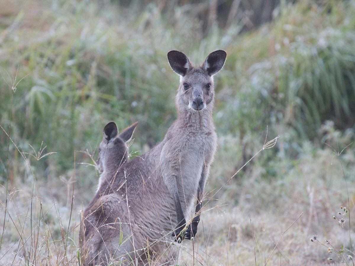 Kangaroos, Mangroves and the Ocean