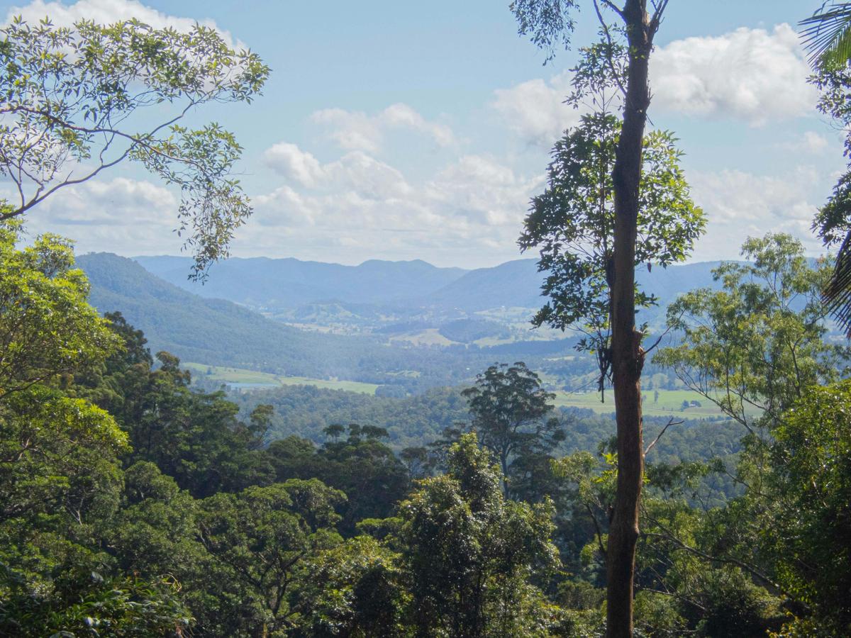 Bellthorpe Rainforest Tour