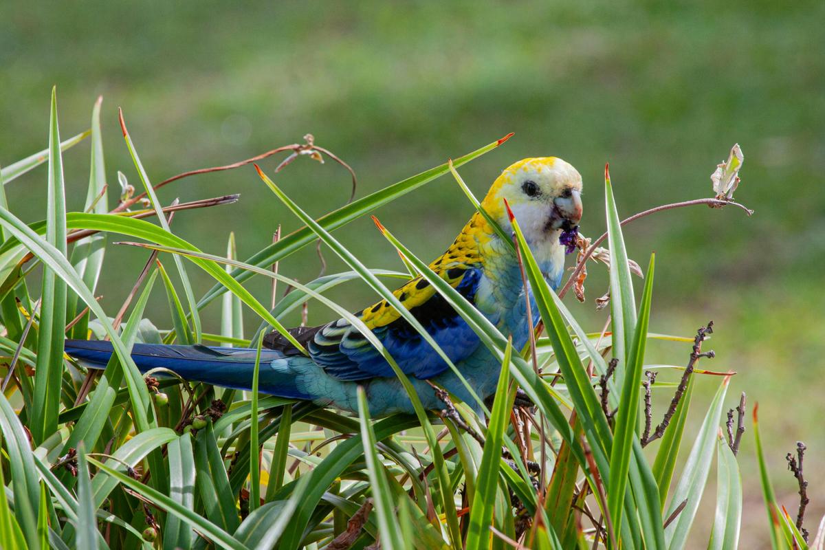 Bribie Island Birdlife Tour