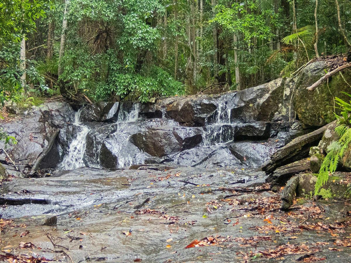 Bellthorpe Rainforest Tour