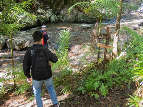 Bellthorpe Rainforest Tour