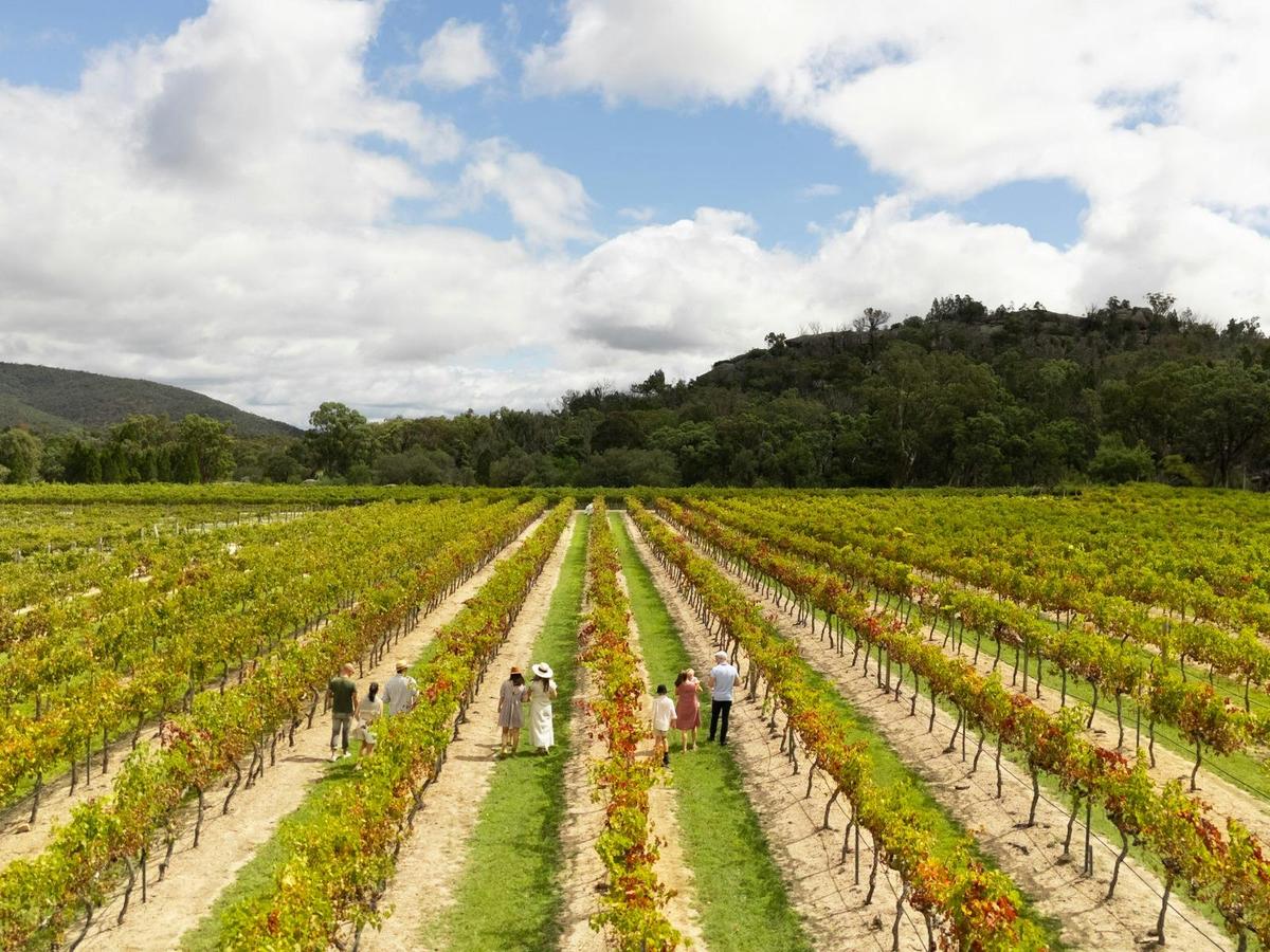 Strolling the vineyard at Balancing Heart