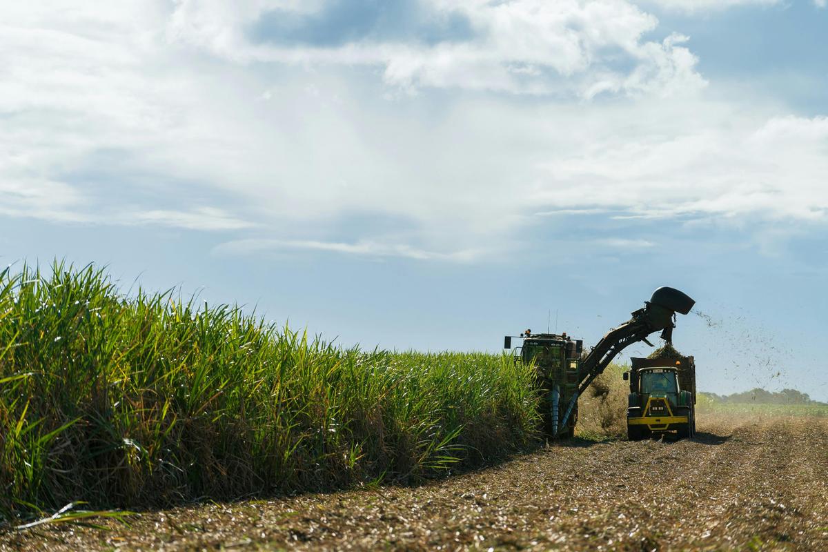 Bundaberg Sugar Cane Harvest