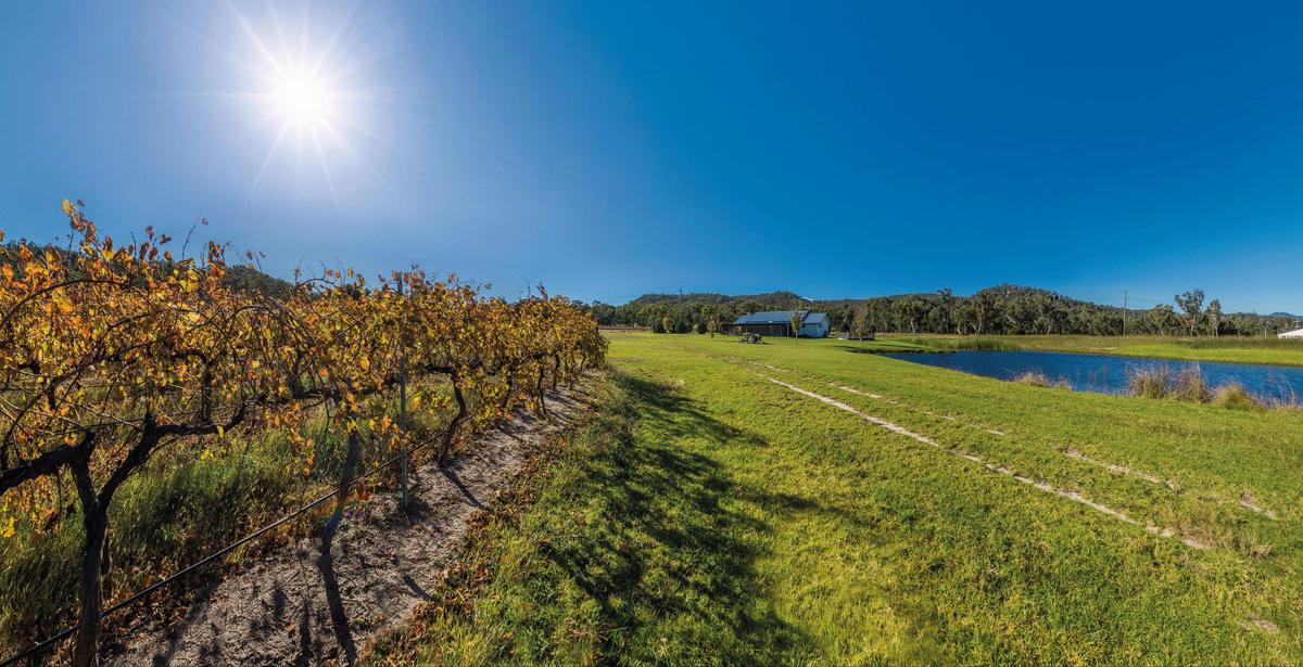 Vineyard