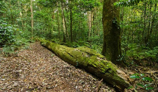 Mountain Brush circuit