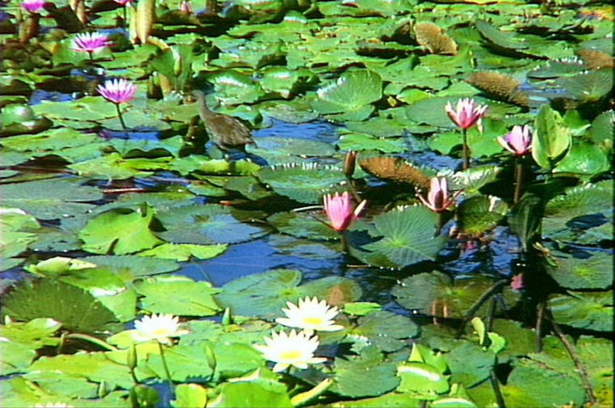 Brisbane Botanic Gardens Mount Coot-tha