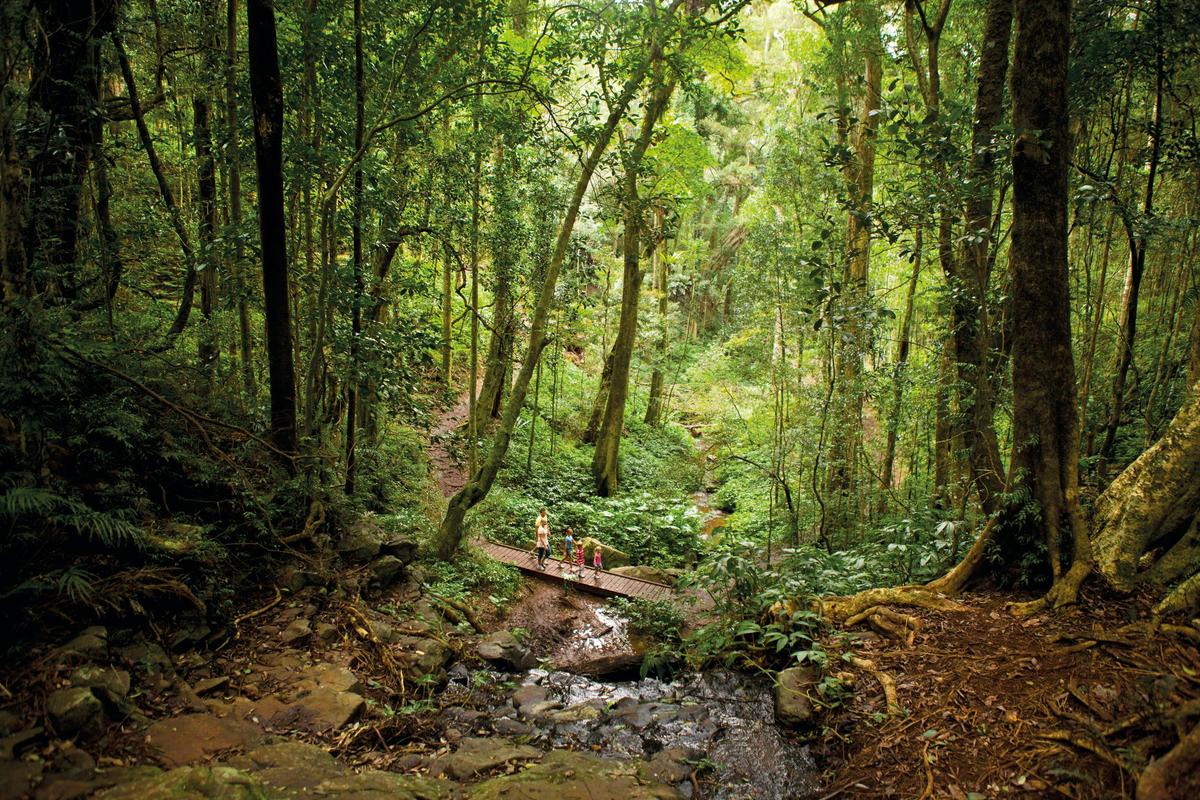 Bunya Bunya track, Bunya Mountians National  Park.