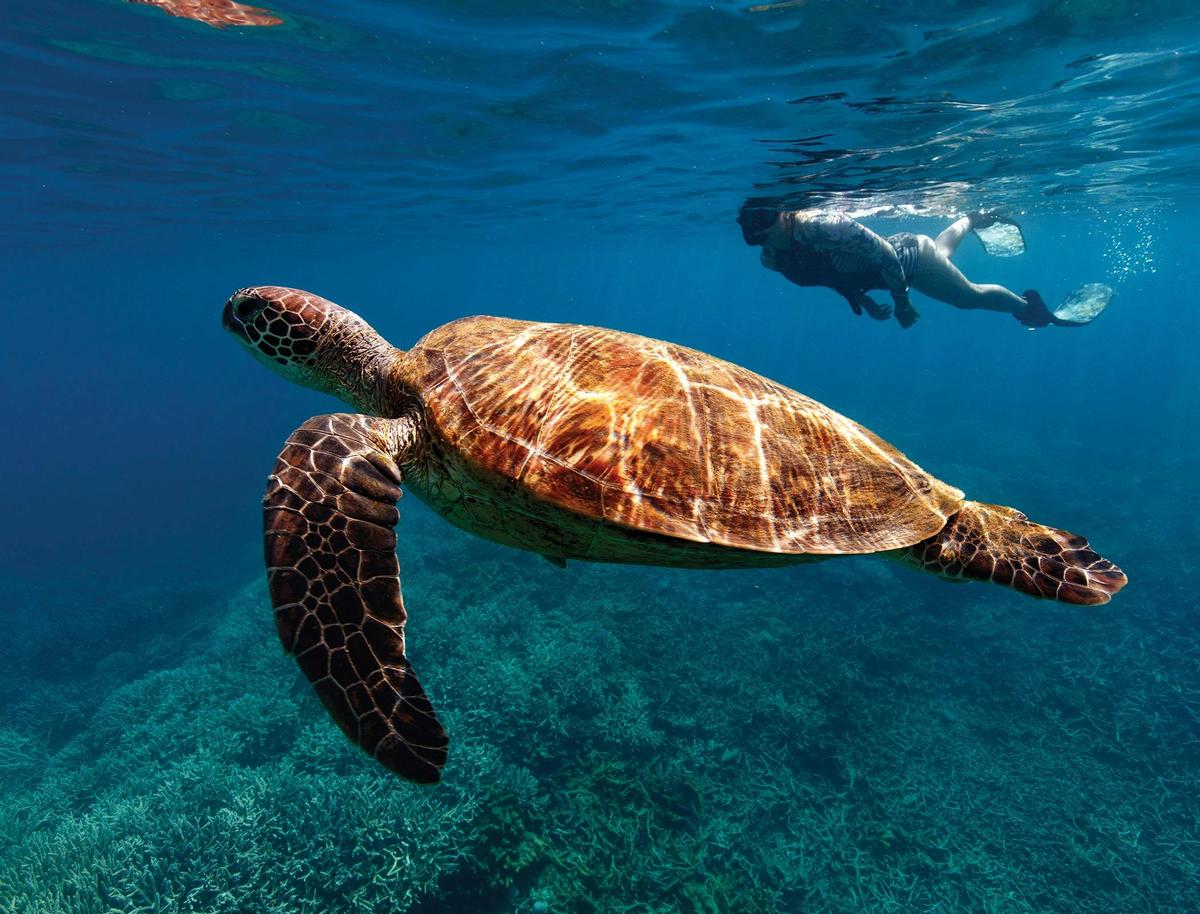 Snorkelling with turtles on the Southern Great Barrier Reef