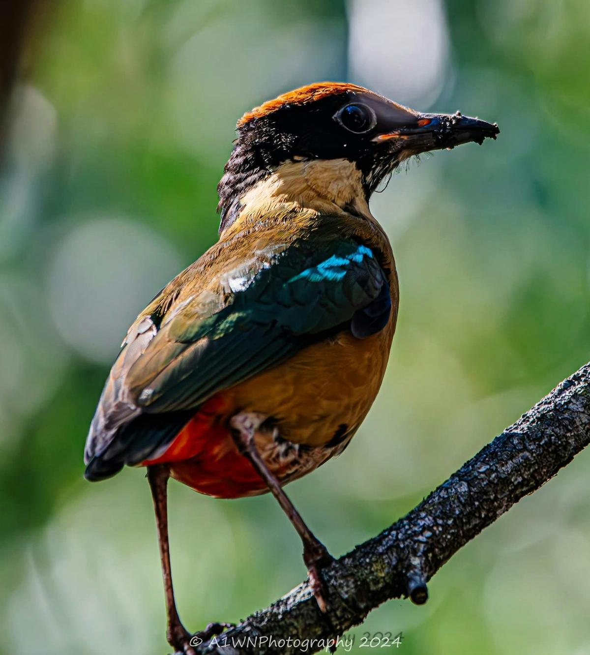 Birds