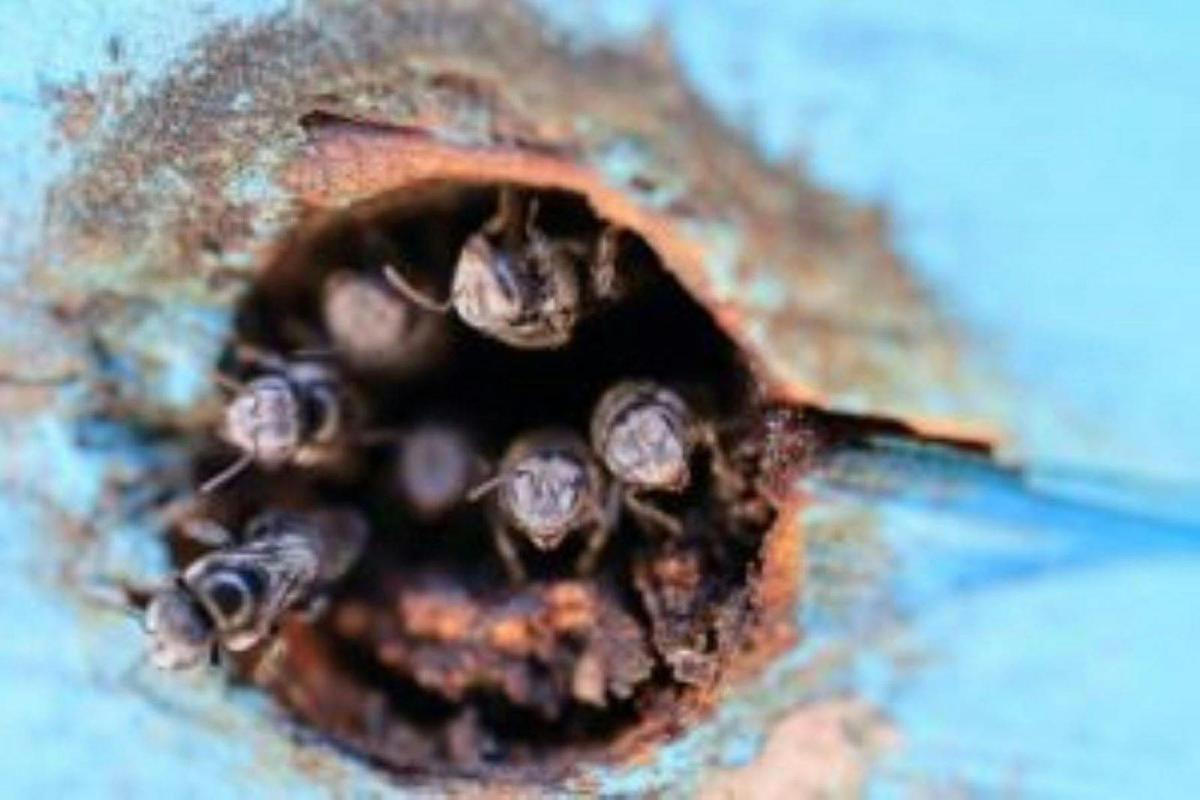 Native Bee Hive at BushTracks Eco Tours in Agnes Water / 1770 QLD