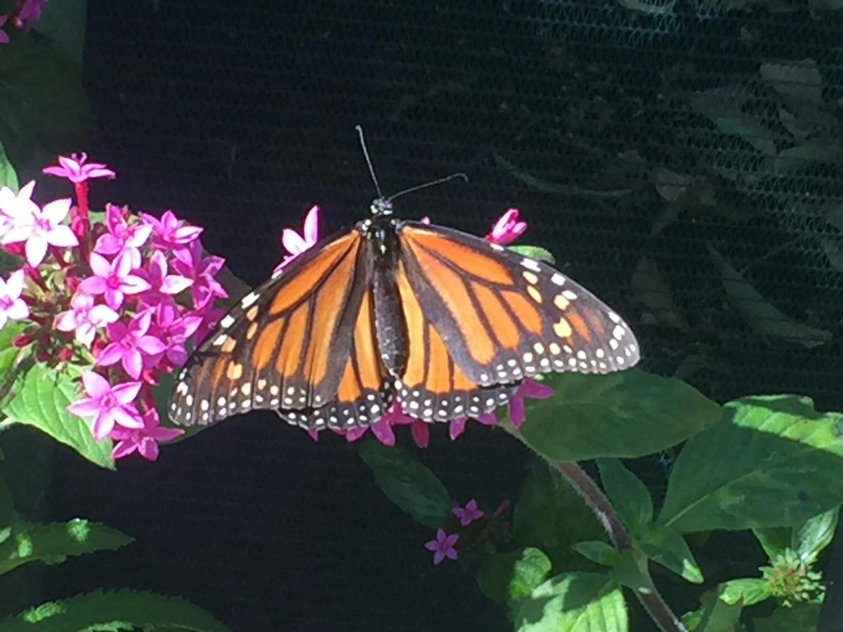 The vibrant Monarch butterfly. Do you know their chrysalis is a beautiful gold?