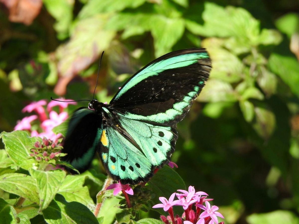 The magnificent male Cairns Birdwing Butterfly