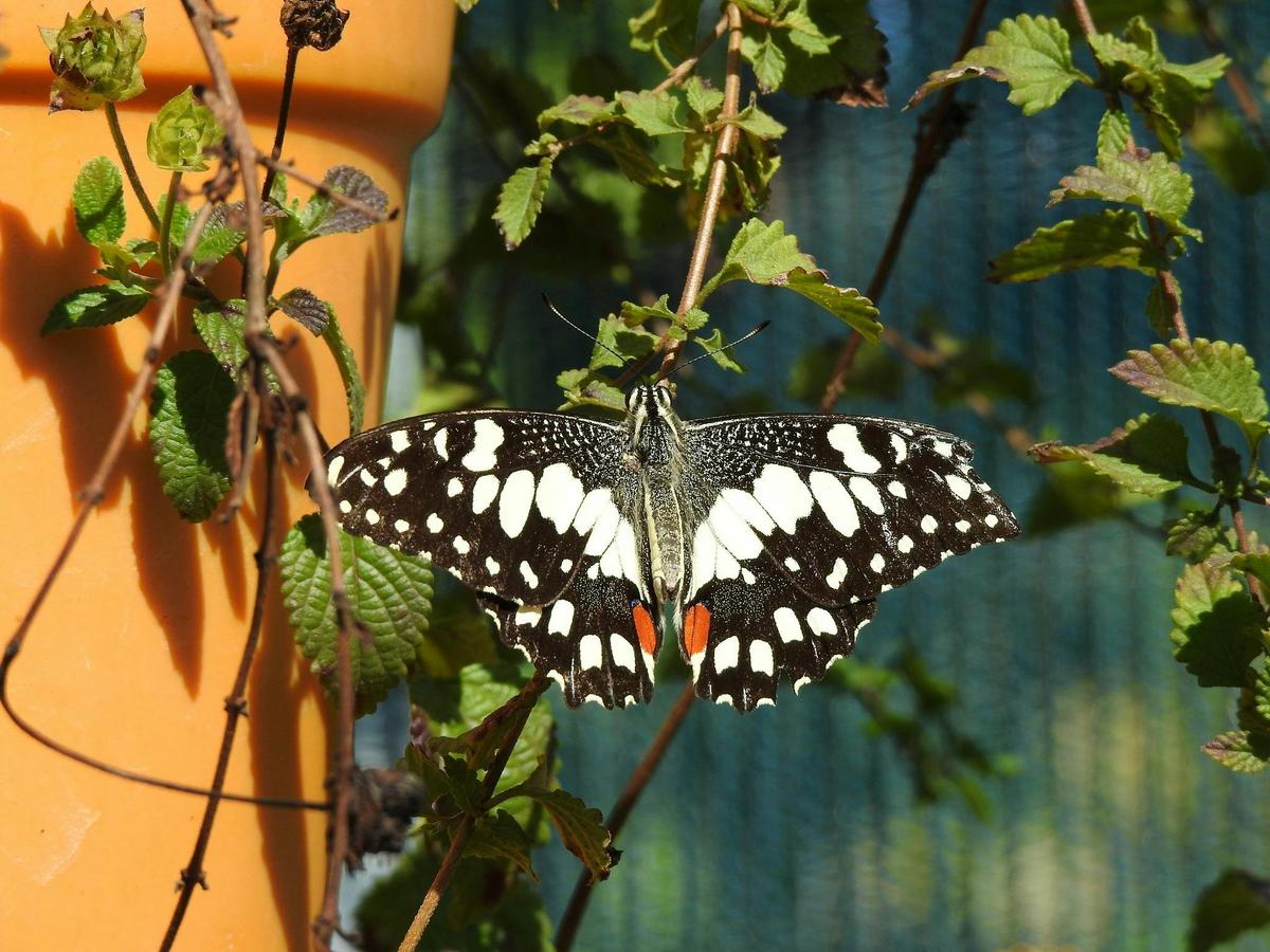 The stunning Chequered Swallowtail with it's distinct orange near his tail.