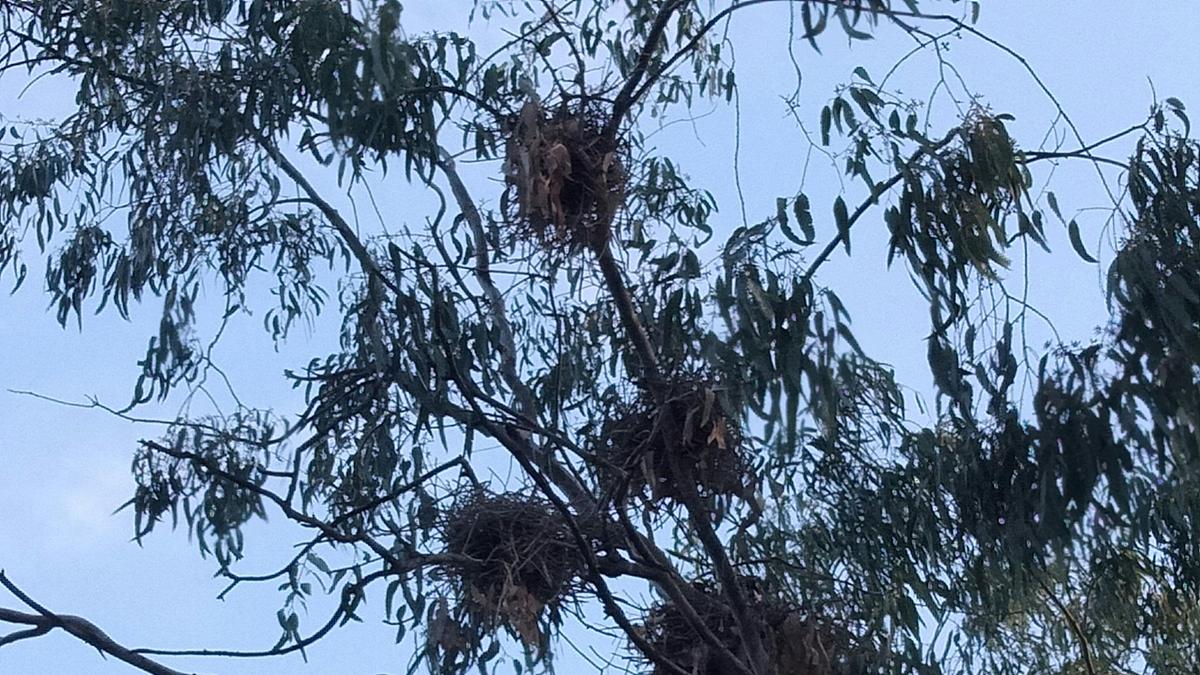 Brigalow Creek Camp
