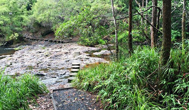 Minyon Loop Walking Track